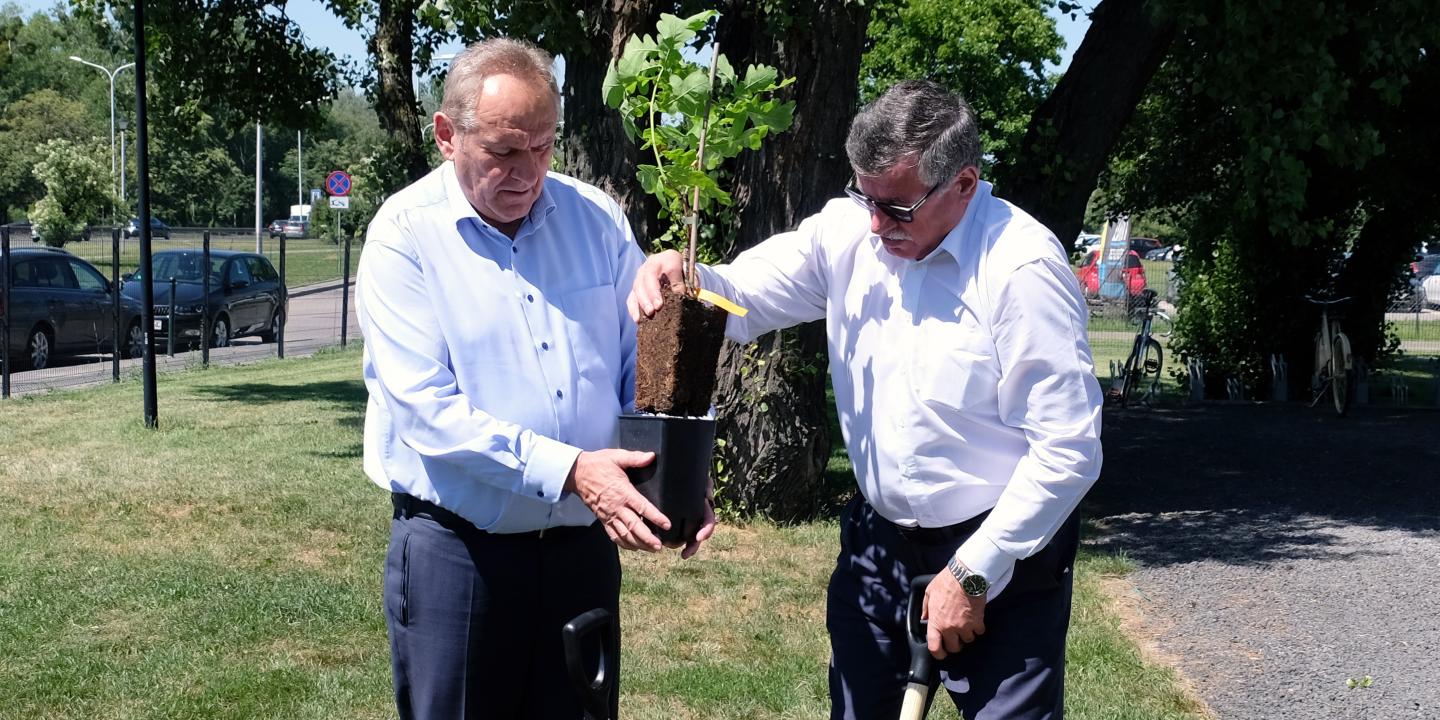 Dąb Bartek Zwycięzca 